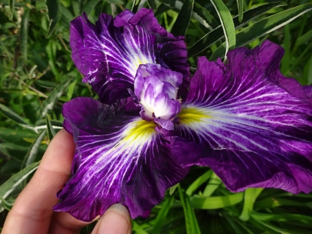 Ирис мечевидный "Ред Репитер" (Iris ensata "Red Repeater")