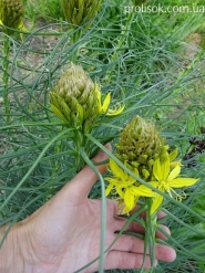 Асфоделина желтая (Asphodeline lutea)