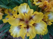 Ирис бородатый карликовый "Вайд Оупен" (Iris pumila "Wide Open")