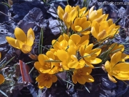 Крокус золотистый "Дороти" (Crocus chrysanthus "Dorothy")