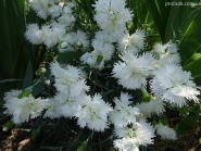 Гвоздика перистая "Дабл Вайт" (Dianthus plumarius "Double White")