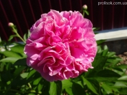 Півонія "Карнейшен Букет" (Paeonia "Carnation Bouquet")