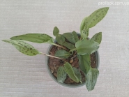 Ледебурия черешковая (Ledebouria petiolata)
