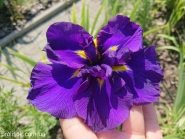 Півники мечоподібні "Перпл Парасол" (Iris ensata "Purple Parasol")