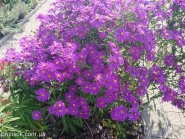 Астра новоанглийская "Виолетта" (Aster novae-angliae "Violetta")