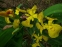 Ирис болотный, или аировидный (Iris pseudacorus)