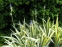 Ирис бледный "Вариегата" (Iris pallida "Variegata")