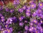 Айстра новобельгійська "Пурпл Доум" (Aster (Symphyotrichum) novi-belgii "Purple Dome")