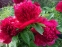 Півонія "Ред Шарм" (Paeonia "Red Charm")