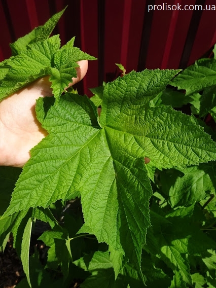 Малина душистая (Rubus odoratus) - 3