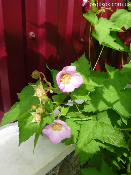 Малина душистая (Rubus odoratus) - 6