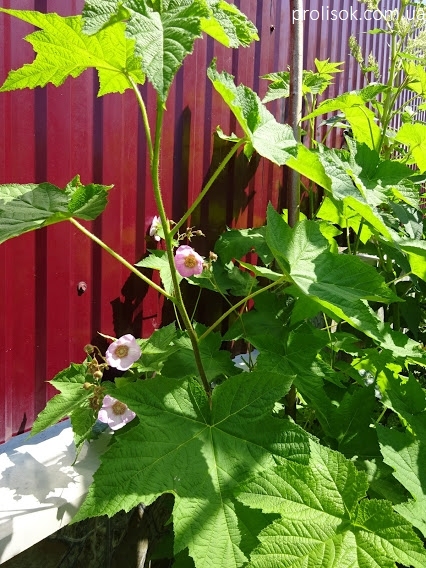 Малина душистая (Rubus odoratus) - 7
