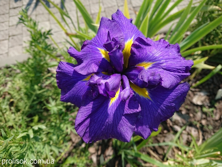 Ирис мечевидный "Перпл Парасол" (Iris ensata "Purple Parasol") - 1