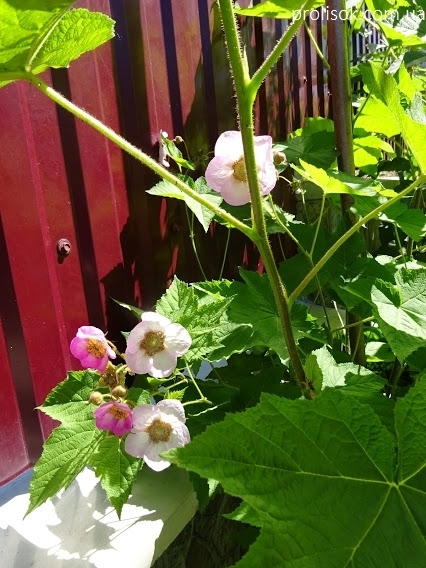 Малина душистая (Rubus odoratus) - 4