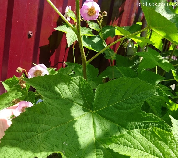 Малина душистая (Rubus odoratus) - 8