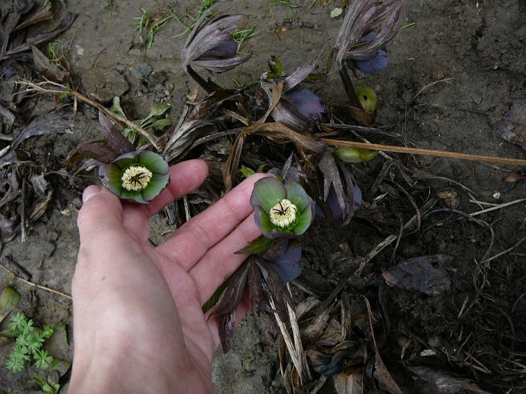 Морозник красноватый (Helleborus purpurascens) - 3