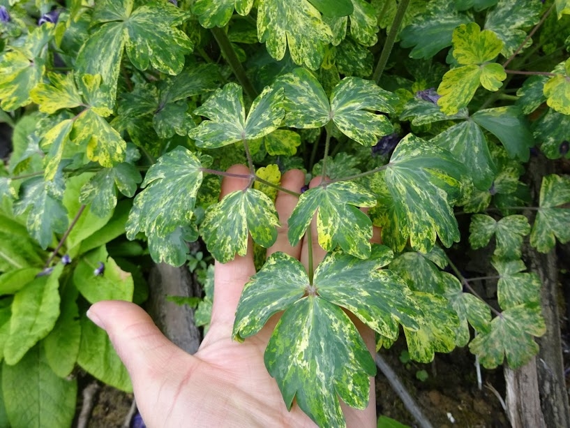 Аквилегия обыкновенная "Лепрекон Голд" (Aquilegia vulgaris "Leprechaun Gold") - 5