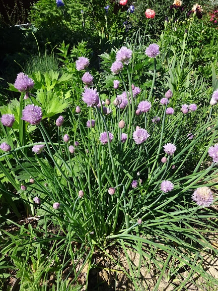Лук скорода (Allium schoenoprasum) - 1