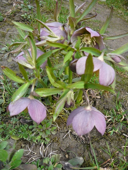 Морозник красноватый (Helleborus purpurascens) - 7