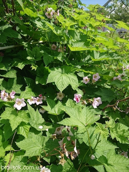 Малина душистая (Rubus odoratus) - 1