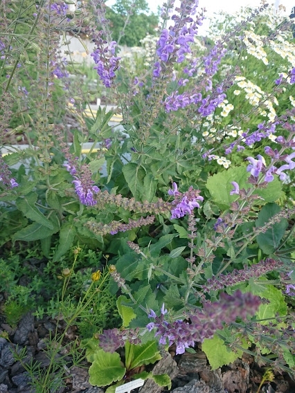Шалфей прутьевидный (Salvia virgata) - 2
