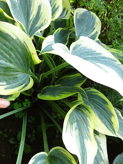 Хоста "Ферст Фрост" (Hosta "First Frost") - 4