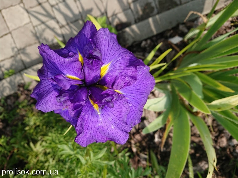Ирис мечевидный "Перпл Парасол" (Iris ensata "Purple Parasol") - 3