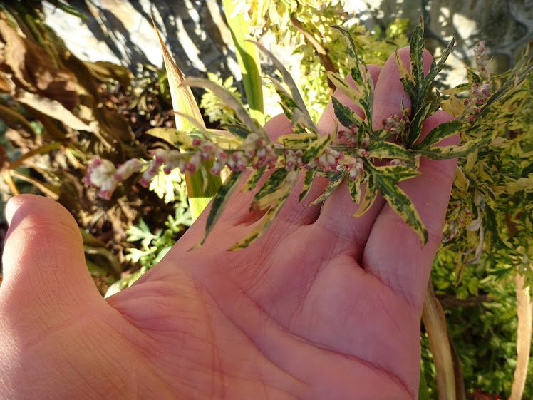 Полынь обыкновенная "Жанлим" (Artemisia vulgaris "Janlim") - 1