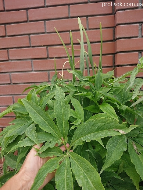Пинеллия стопорассеченная (Pinellia pedatisecta) - 2