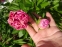 Пион "Карнейшен Букет" (Paeonia "Carnation Bouquet") - 5