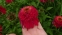 Эхинацея пурпурная "Разберри" (Echinacea purpurea "Raspberry") - 2