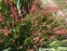 Горец стеблеобъемлющий "Файртейл" (Persicaria amplexicaule "Firetail") - 1