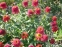 Эхинацея пурпурная "Разберри" (Echinacea purpurea "Raspberry") - 3