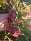 Морозник гибридный ЛС "Пинк Споттед Лейди" (Helleborus × hybridus LS "Pink Spotted Lady") - 3