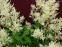 Горец изменчивый (Persicaria polymorpha) - 7