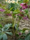 Морозник гибридный ЛС "Блю Лейди" (Helleborus × hybridus LS "Blue Lady") - 2