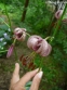 Лилия кудреватая (Lilium martagon) - 1