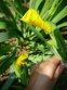 Ирис болотный, или аировидный (Iris pseudacorus) - 4