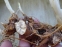 Скополия карниолийская (Scopolia carniolica Jacq.) - 5