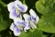 Фиалка сестринская двухцветная природная форма (Viola sororia f. Рriceana) - 1