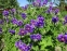 Герань великолепная "Роземор" (Geranium x magnificum "Rosemoor") - 3