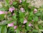 Морозник гибридный ЛС "Пинк Споттед Лейди" (Helleborus × hybridus LS "Pink Spotted Lady") - 4