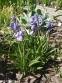 Гиацинтоид испанский "Блю" (Hyacinthoides hispanica "Blue") - 1