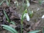 Подснежник белоснежный (Galanthus nivalis) - 12