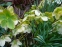 Морозник нигеркорс "Снов Лав" (Helleborus × nigercors "Snow Love") - 1