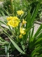 Ирис болотный "Флоре Плено" (Iris pseudacorus "Flore Pleno") - 2