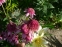 Эхинацея пурпурная "Раззматазз" (Echinacea purpurea "Razzmatazz") - 6