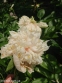 Пион "Квитцин" (Paeonia "Quitzin") - 1