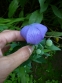 Ширококолокольчик крупноцветковый "Fuji Blue", "Fuji Pink", или Платикодон (Platycodon grandiflorus "Fuji Blue", "Fuji Pink") - 2
