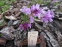 Пенстемон кустарниковый разновидность Скулера (Penstemon fruticosus var. scouleri) - 4